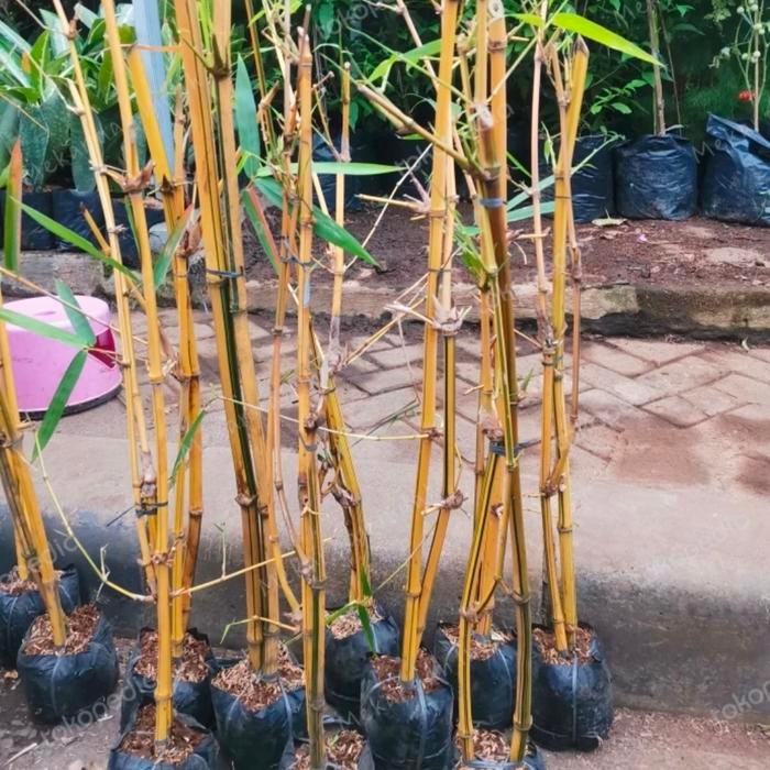 Pohon Pring Kuning /Bambu Kuning/Tanaman Bambu Kuning