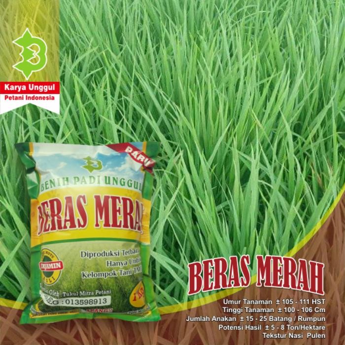 Bibit Padi Beras Merah