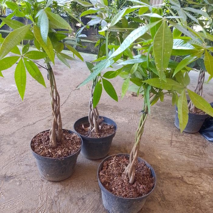 Tanaman Hias Pachira Kepang Tinggi 50 Cm