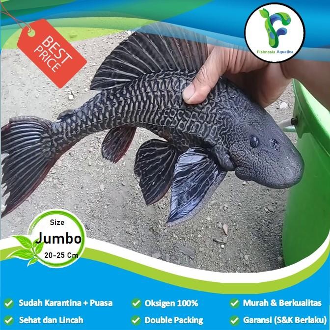 Ikan Hias Sapu-Sapu Hitam Algaeter Pemakan Algae/Lumur Size Jumbo *