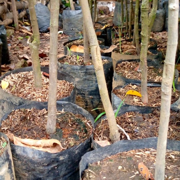 Bibit Nangka Mini Madu/Bibit Buah/Pohon Buah Nangka