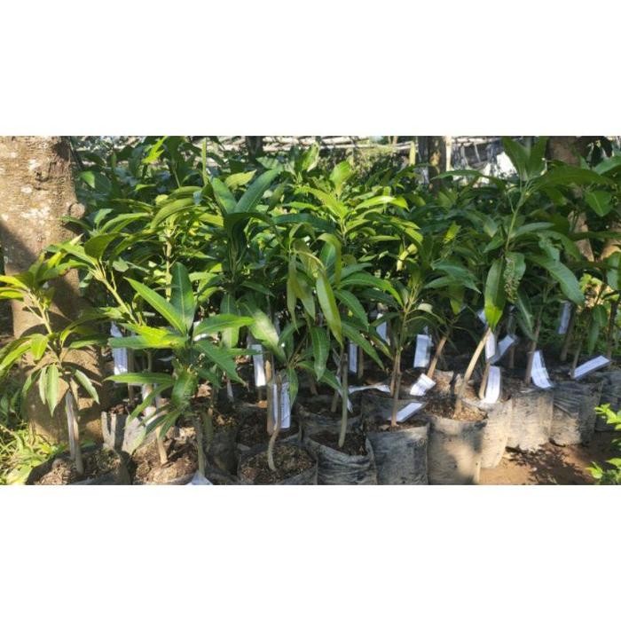 [Expert] bibit mangga Miyazaki / mangga impor jepang