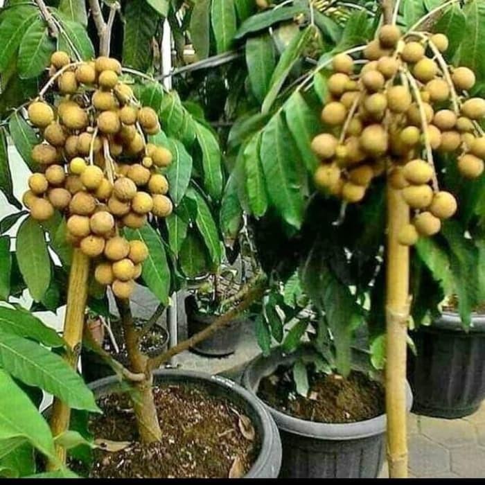 PUPUK ORGANIK CAIR BIOGAN UNTUK TANAMAN BUAH DALAM POT (TABULAMPOT)