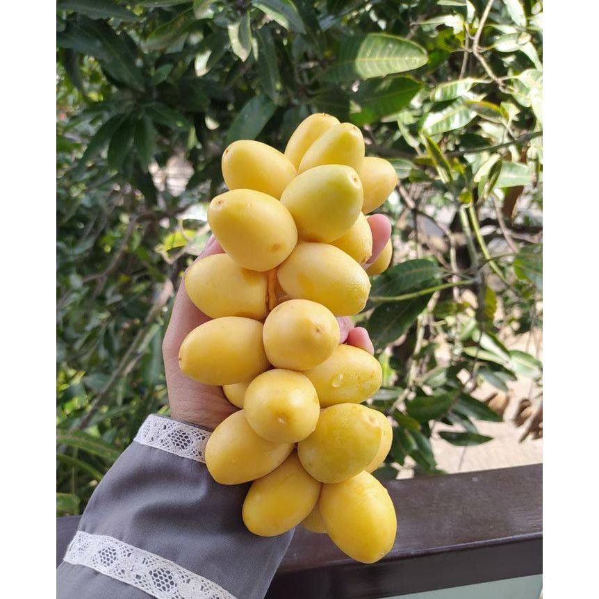 

Kurma Muda