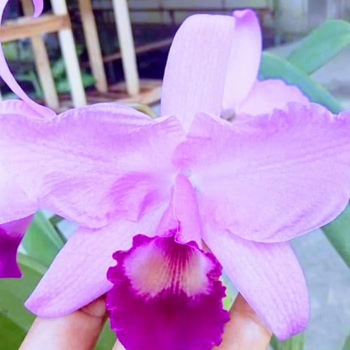 Bibit Bunga Anggrek Catleya Mantini