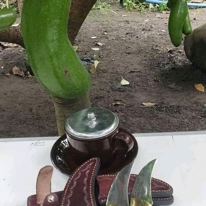 Bibit alpukat subang kelud ukuran 80-1meter super jumbo