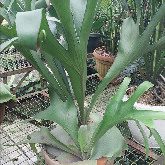 Platycerium Hillii Papuanum : Keindahan Tropis dari Tanah Papua