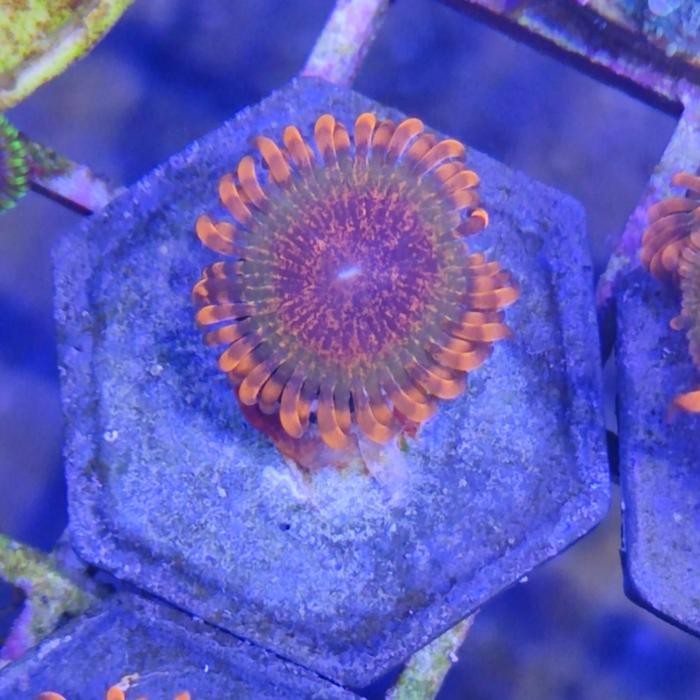 

Premium Zoa Speckled Krakatoa Zoanthid