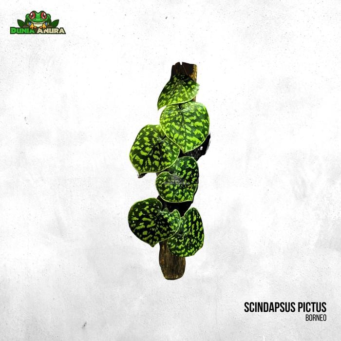 Tanaman Vivarium Scindapsus Pictus Sp Yellow Spot - Borneo
