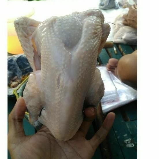 

(Expert) AYAM KAMPUNG SMALL 500-600 gr