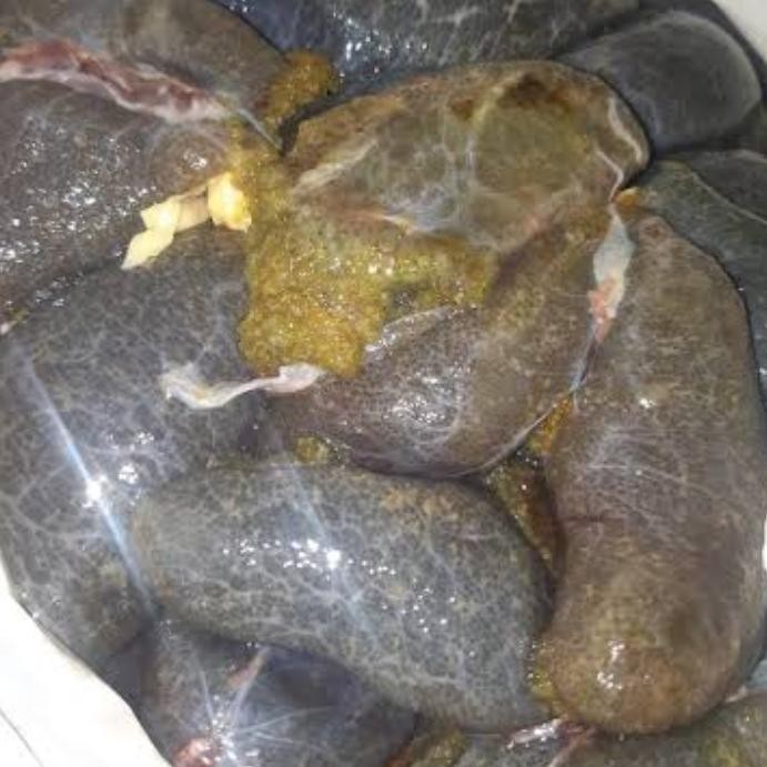 umpan pancing galatama telur lele murah banget