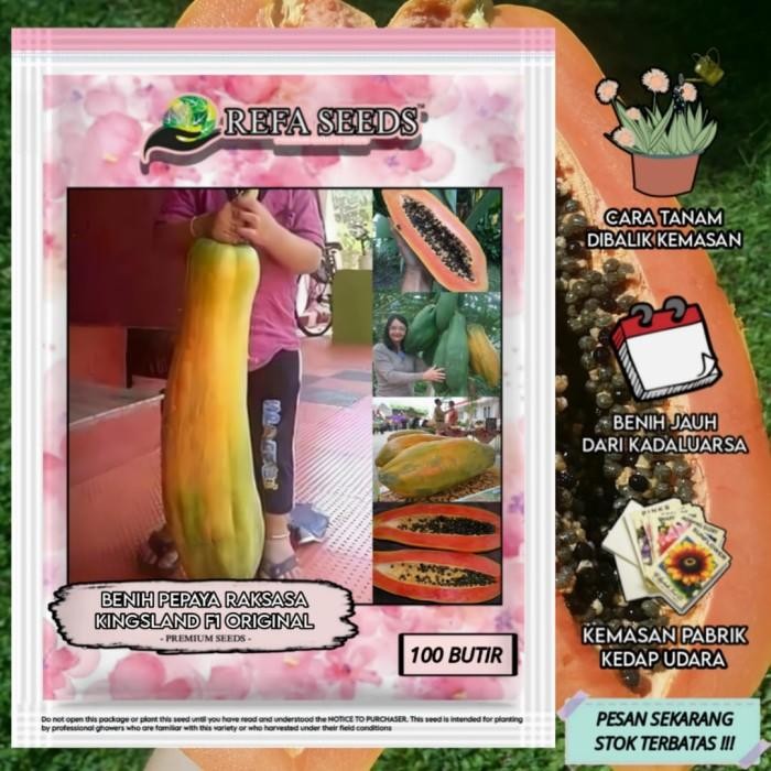(Expert) Biji Benih Pepaya Raksasa F1 Import / Benih Pepaya Raksasa Langka Unik