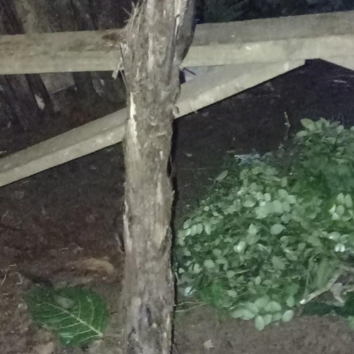 

(Expert) TANAMAN HIAS PAKIS MERAH MONYET HUTAN KALIMANTAN