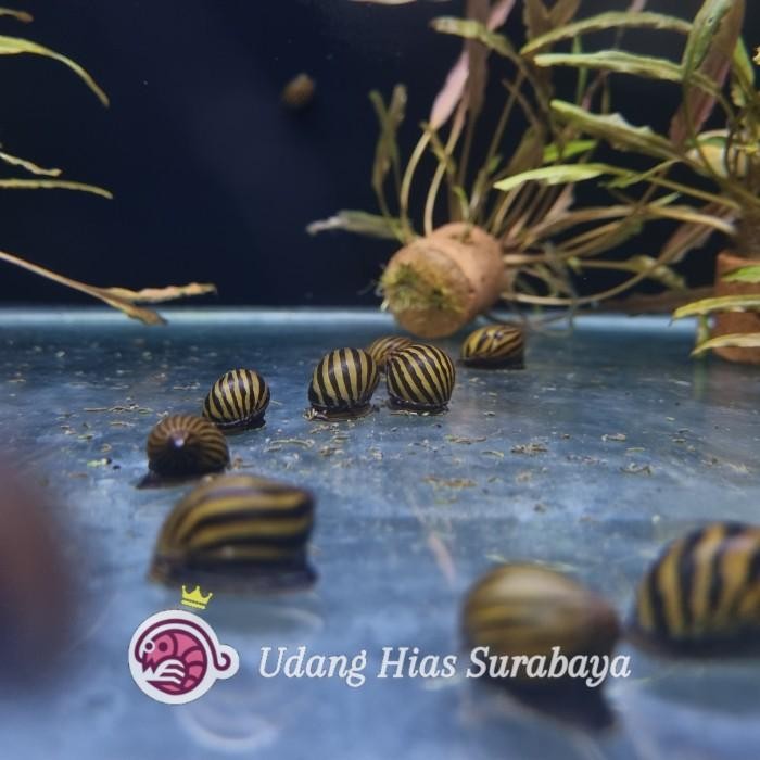 (Expert) Keong Turbo / Keong Aquascape