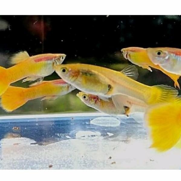 (Expert) IKAN GUPPY YELLOW Micarif JANTAN DAN BETINA