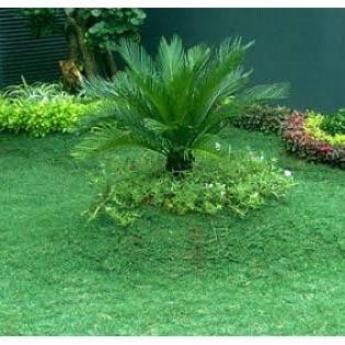 Rumput gajah mini harga per meter