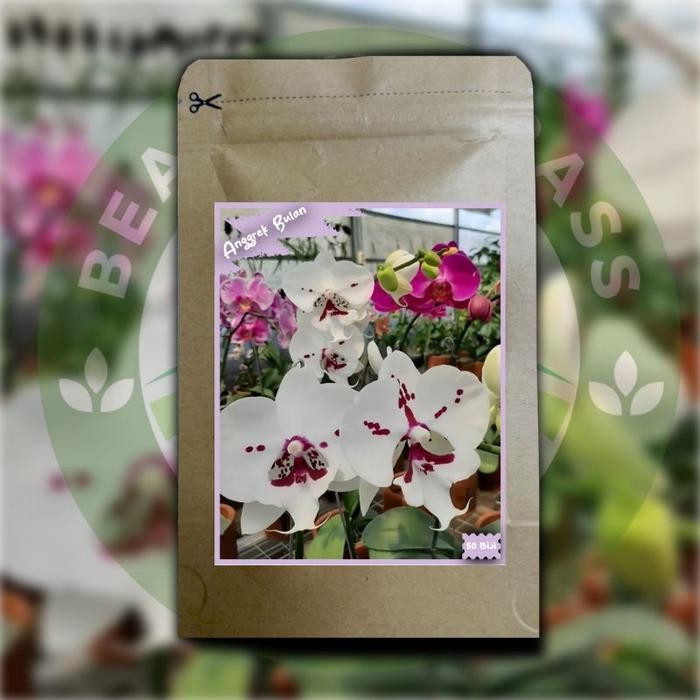 50 Biji Benih Anggrek Bulan - Biji Anggrek Bulan Mix Collor