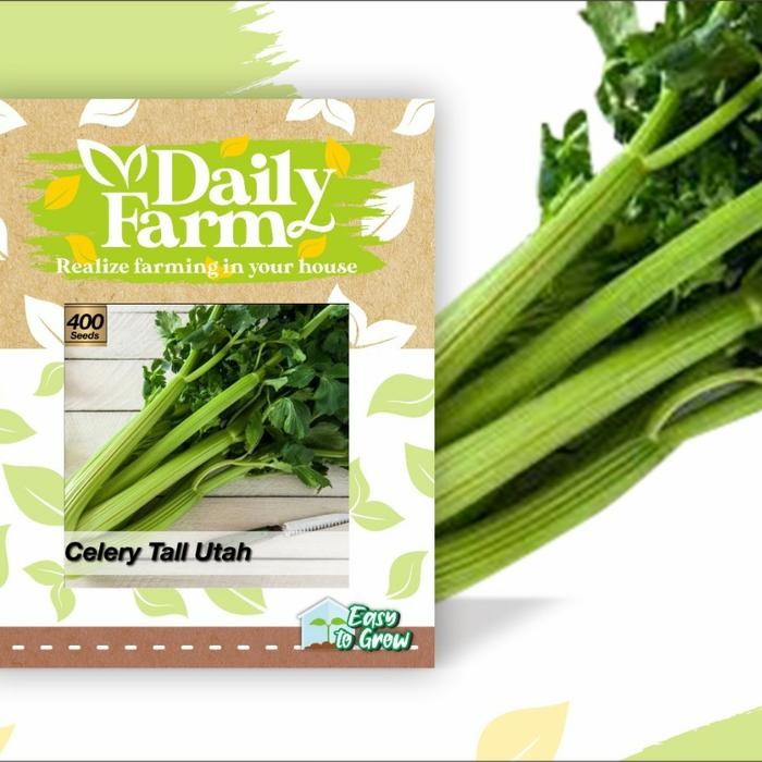 Bibit Benih CELERY - TALL UTAH / Benih Seledri Besar / Repack Import