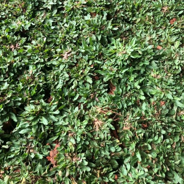 Rumput gajah mini (1 meter)