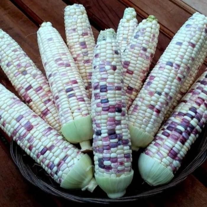 

Glx jagung ketan putih ungu #jagung batik putih ungu