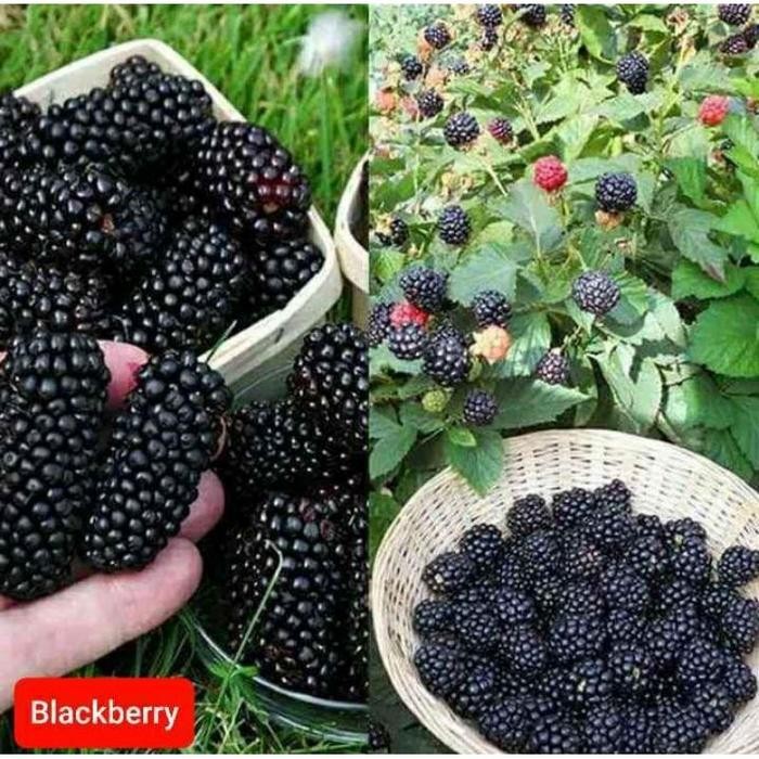 

Glx mulberry / buah Blackberry