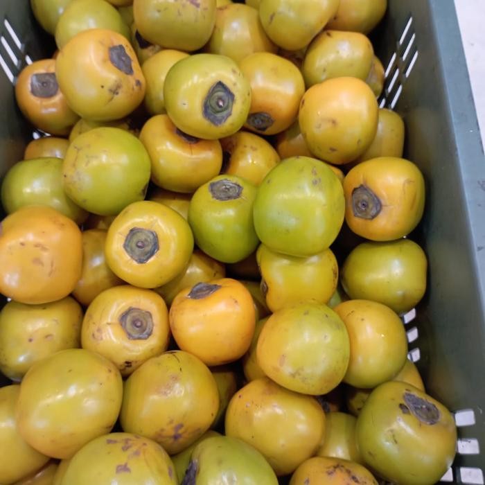 

Glx Kesemek kesemek manis persimmon kesemek madu