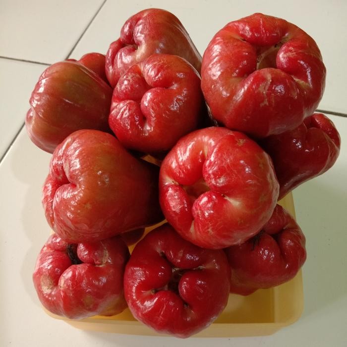 

Glx jambu citra merah