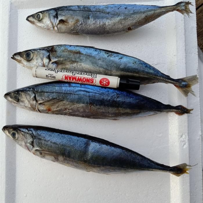 

Gdh Ikan Layang Muroaji Jumbo 1kg \ Ikan Layang Muroaji \ Ikan beku