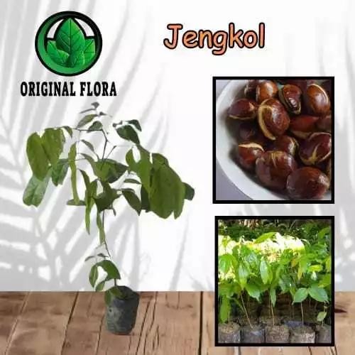 Bibit Jengkol Super Pohon Jengkol Tanaman Jengkol Unggul