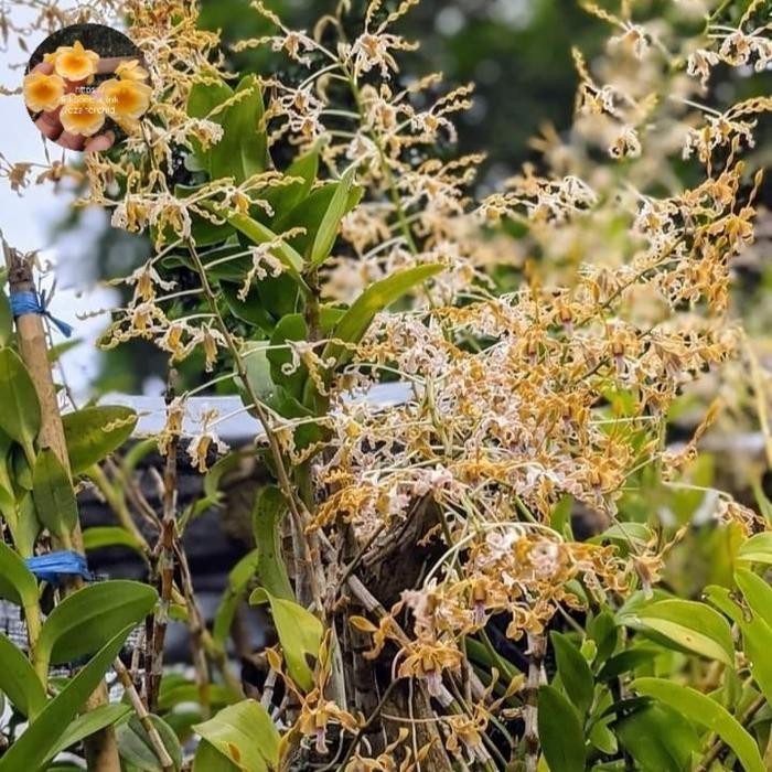 Dendrobium discolor Tanimbar remaja
