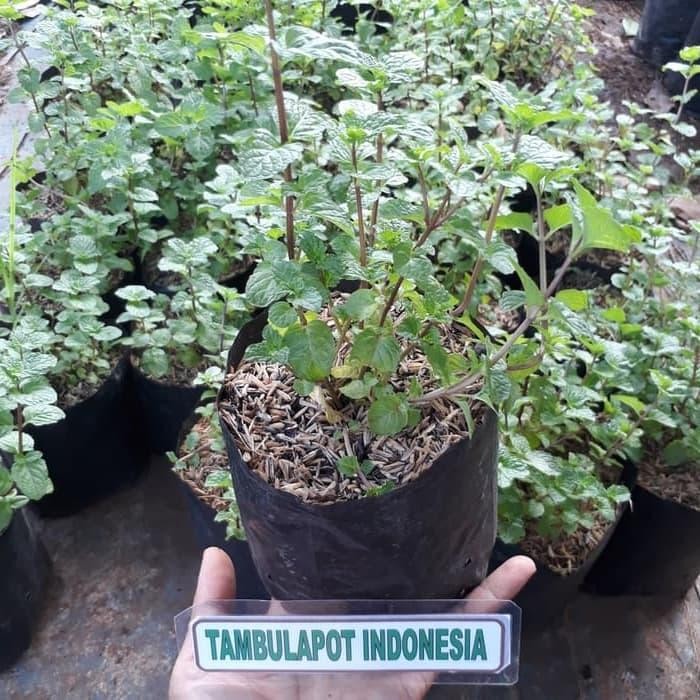Bibit Daun Mint Pohon Mint Daun Mint Bibit Mint Tanaman Mint