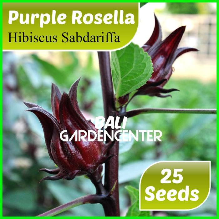 Benih Biji Herbal Bunga Rosella Ungu - Purple Rosella