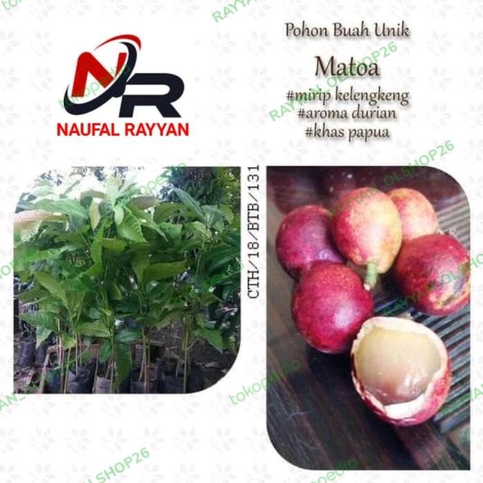 bibit matoa merah super unggul murah matoa buah unik tanaman buah