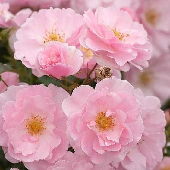 Tanaman Mawar Import APPLEBLOSSOM-Mawar david austin