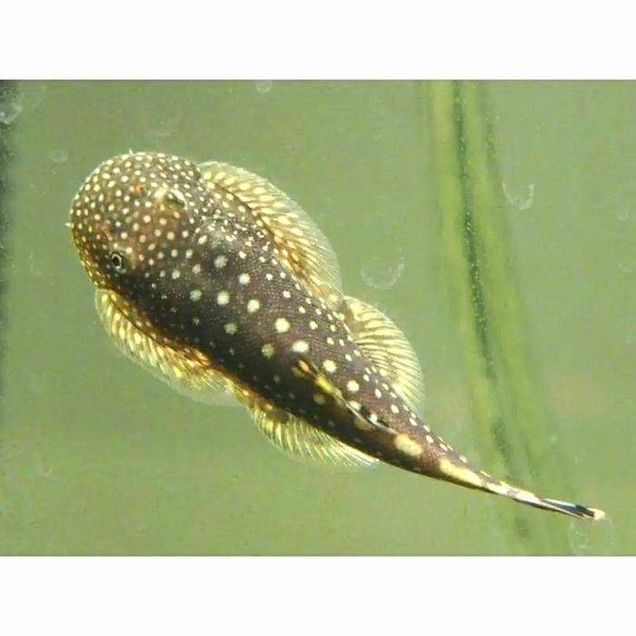 ikan sapu sapu borneo sucker scape *