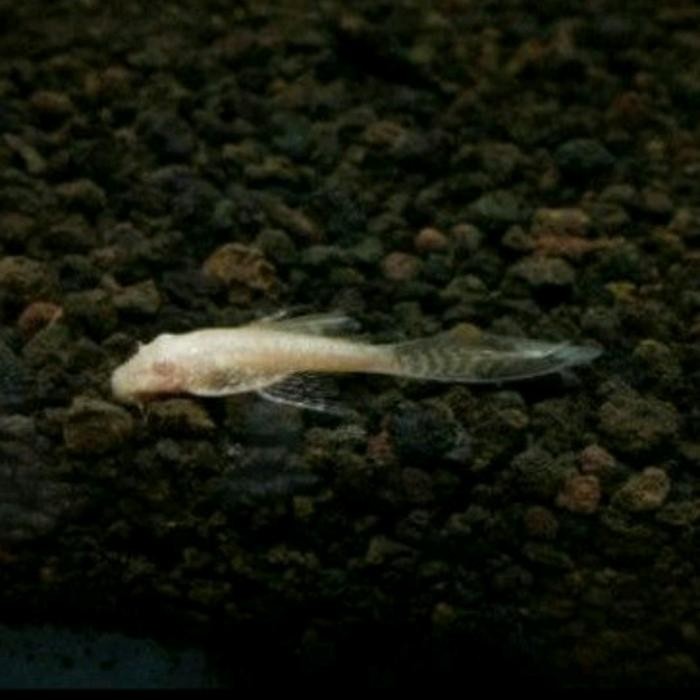 Brushmouth Slayer /ikan sapu kaca *