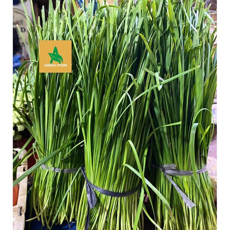 Sayur Bawang Kucai Bawang Daun Kucai Segar 250gr *