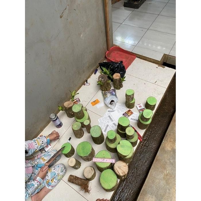 

[Fresh] Oembi Hanjuang Bonsai Hijau (dracaena pragrance brazilian wood) Tanaman Hias Indor unik