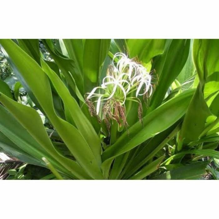 

[Fresh] Daun Bakung/Daun Bakung Obat Herbal/Daun Bakung Segar 250gram