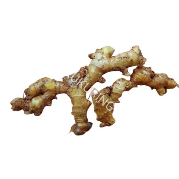 

[Fresh] Rimpang Lempuyung / Lampuyang / Puyang Wangi