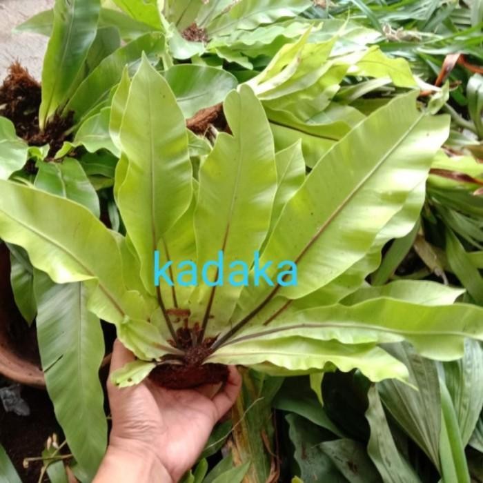 

[Fresh] Tanaman Kadaka Murah Meriah