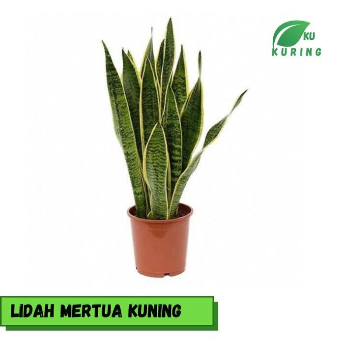 

[Fresh] Bibit sansivera lidah mertua kuning murah