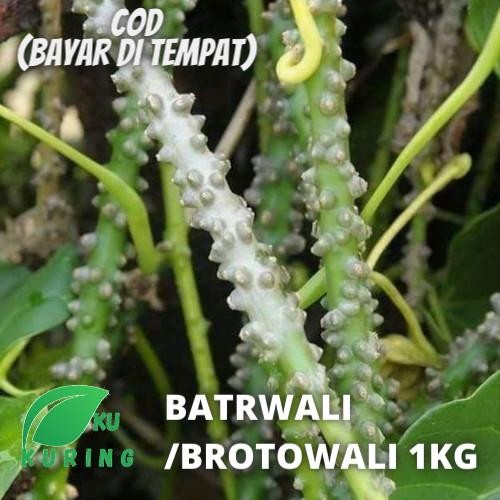 

[Fresh] BATANG BROTOWALI - BATRAWALI 500GRAM TERMURAH