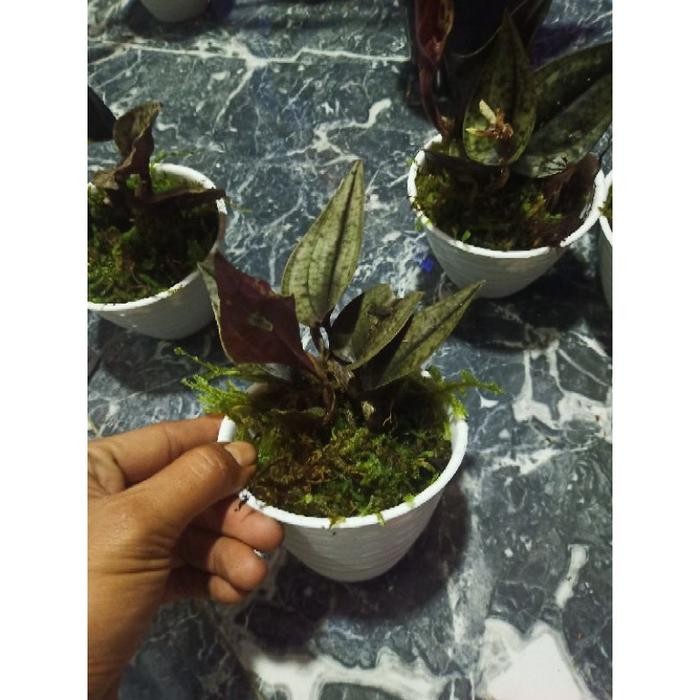 

[Fresh] jewel orchid Nephelaphyllum