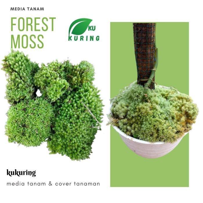 

[Fresh] PROMO FOREST MOSS ATAU LUMUT HIDUP COVER BONSAI UTK TANAMAN CARNIVOR