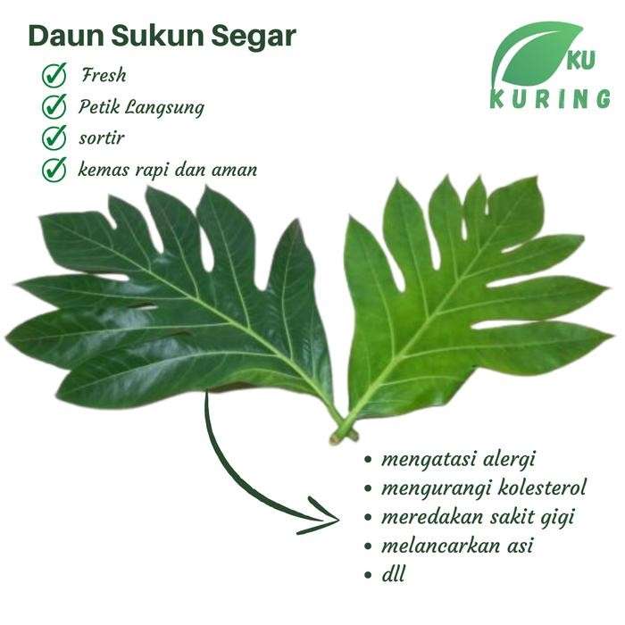 

[Fresh] Promo Daun Sukun Segar Murah Pertik Langsung dijamim fresh