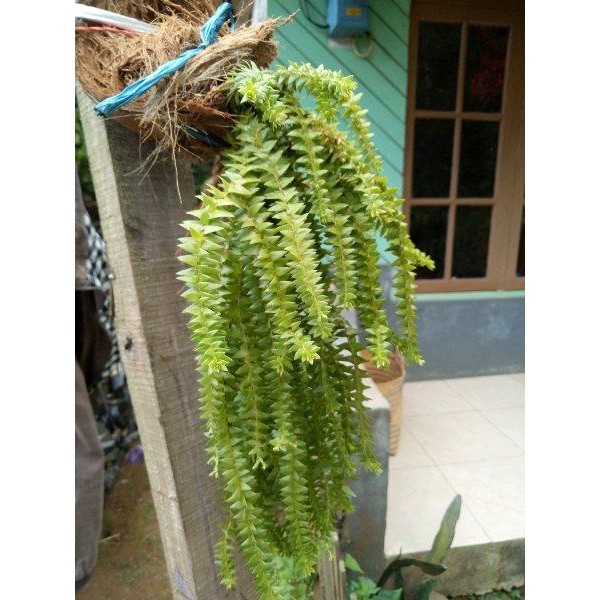 

[Fresh] Huperzia Phlegmaria Tanaman Hias Gantung bonsai gantung kadaka kepang