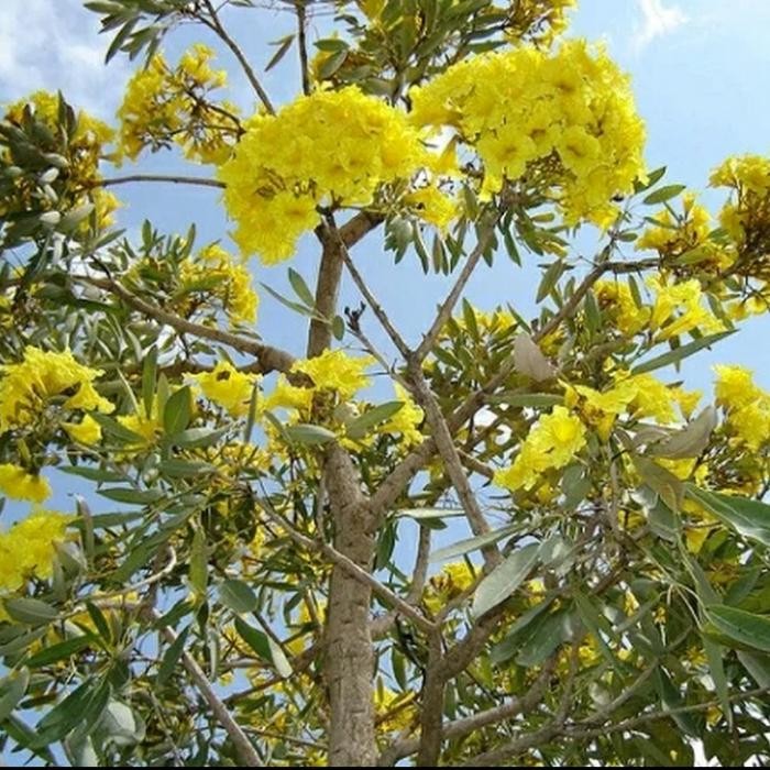 TANAMAN TABEBUYA 2 METER POHON PELINDUNG