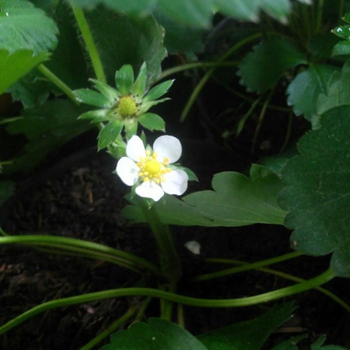 POHON STRAWBERRY/TANAMAN BUAH STRAWBERRY RIMBUN + POT