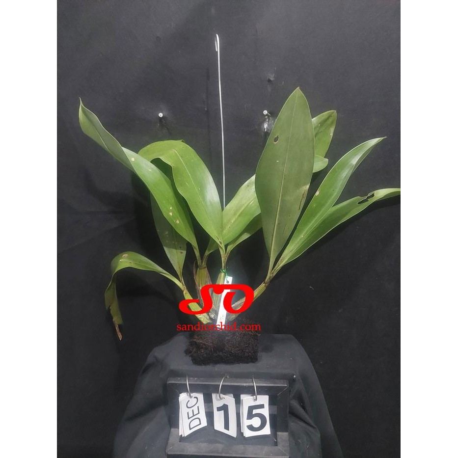 [ DEWASA ] GRAMMATOPHYLLUM STAPELIIFLORUM ANGGREK SENDU: SI UNIK DARI GENUS ANGGREK MACAN